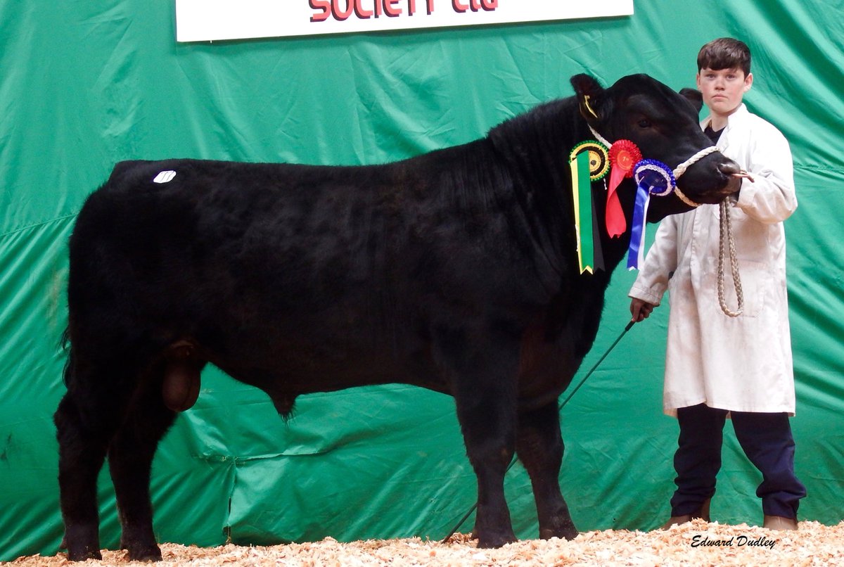 IEAberdeenAngus's tweet image. Over 100 Aberdeen-Angus bulls (along with many in-calf and maiden heifers) will go under the hammer at Carrick-on-Shannon, Co Leitrim tomorrow, Saturday, April 6th. 
Pictured is last year’s reserve Aberdeen-Angus champion from Tom Reynolds, Carrick-on-Shannon, Co Leitrim.