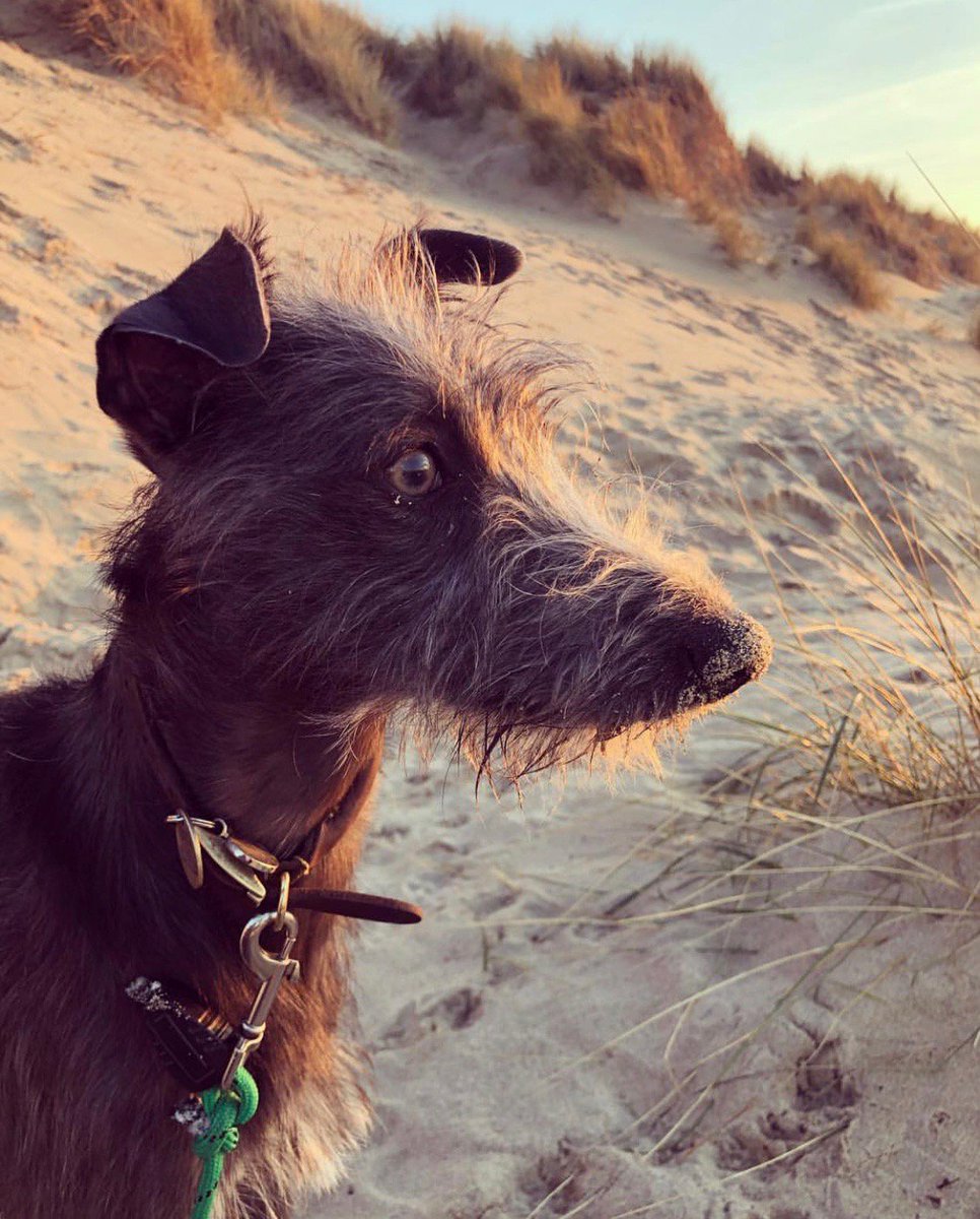 RealGGriffiths's tweet photo. @GCP01 @AdamDixon16 Dixie's dog has been taken hostage.  Once a Bee always a Bee. https://t.co/GU1ptNFROi