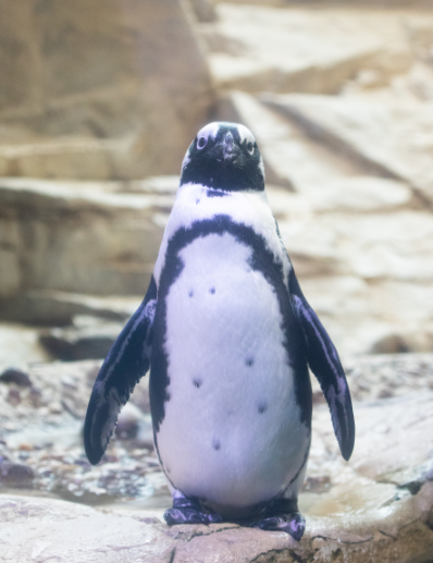 elmyrthepenguin's tweet photo. All dressed in my Friday best! โจ
#FridayFeeling #TGIF #FridayBest https://t.co/n9fDCrPuxs