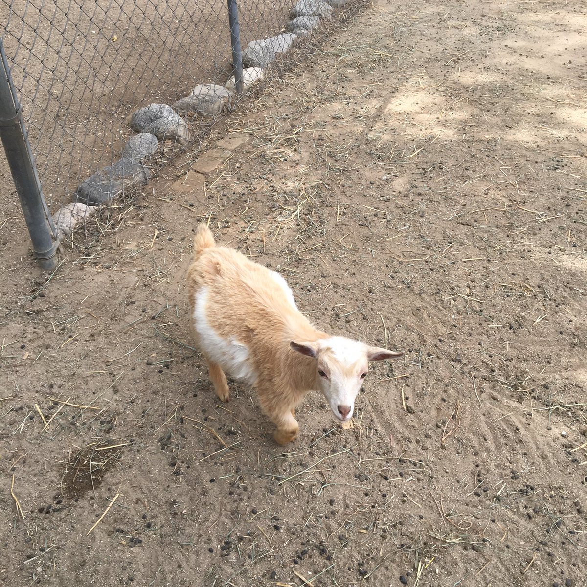 Celsran's tweet photo. And the tour continues the HSA students at the second employer Tierra del Sol lots of green and open space and farm animals @LACOEGAIN_Noemi @LACOEGAINSFV @LACOEGAIN_Steve @LACOE_DavidMan @lacoegainstt https://t.co/069z9RXr6u