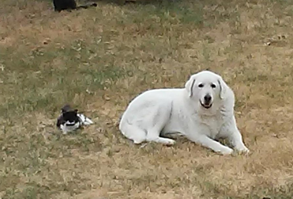 RanchEmu's tweet photo. 18 year-old Cleopatra ( Cleo for short ) with 9 year-old KC 'guarding' the ranch! Cleo has rightly earned her name! #Montanaemuranch #Emulove #Emu #emuoil #love #akbash #akbashdogs #akbashbreed #ranch #ranchlife #spring #nature #natural #dogs #cats #pets #animals #fun #home https://t.co/rrA3TKeVHw