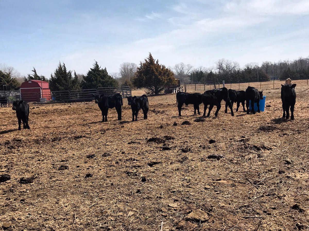 HouseCattle's tweet image. You know good animal welfare when you can sit down and have a glass of wine in the middle of the animals and watch the animals. -Will Harris 
#BusinessBreed #Angus #EatBeef #regenerativeagriculture