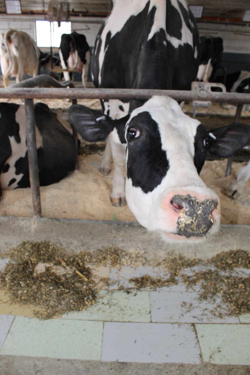 hvfresh's tweet photo. all smiles because it's Friday, it's April, and the forecast calls for 60 degrees tomorrow! happy cows, happy farmers, happy life in the #hudsonvalley #farmfreshmilk #supportlocal https://t.co/Dw1c4rv0WO