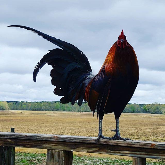 Behold, my majestic dinosaur. #roostersofinstagram #rooster #chickensofig #studiopets #notart bit.ly/2IggEcE