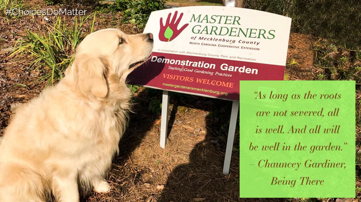 choicesdomatter's tweet photo. A talk about the colors of #spring, a walk in the park with my #dog, the great work being done at the #FreedomPark Demonstration #Garden, and a little bit about #ChaunceyGardiner https://t.co/daYZgfdcfW #ChoiceDoMatter #LetsTalk #BeingThere #myCharlotte #CLTparks #Gardening https://t.co/hSE0jrWyyM