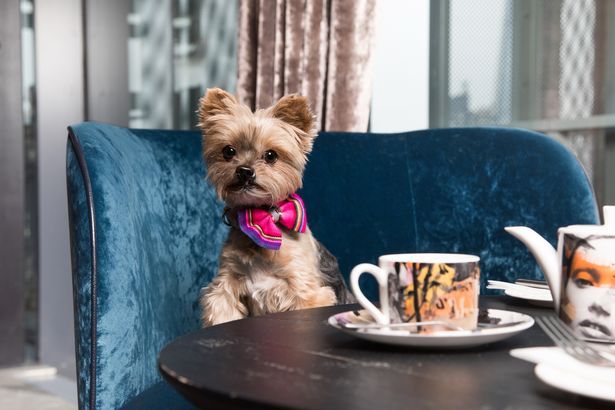 BringFido's tweet photo. Enjoy Sunday #brunch with Fido at this #London eatery! #diningwithdogs #dogfriendly  https://t.co/O0vOqoiWOB https://t.co/ThwcSwJvVS