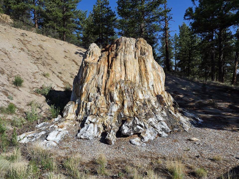 National Park Service on Twitter: &amp;quot;Did you know there are redwood trees in  Colorado? Well…petrified redwood trees to be exact. Some of the biggest  petrified tree stumps in the world are at @