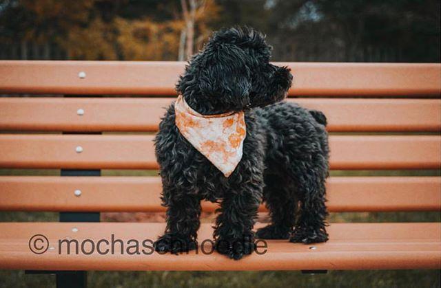 With all the hype of our new Dog Mats, don’t forget we’re holding a 35% off sale on all our in-stock bandanas and bow ties! You could match @mochaschnoodle in your very own Jack Bandana 💕 don’t forget to use the code CLEAROUT35 at checkout!
—
#bandan… instagram.com/p/Bv5bxiupcF0/