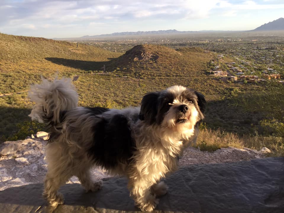 heathergreen21's tweet photo. My god, I love this pup! We were in such a good routine with our daily morning hikes...until the attack of the cacti needles in this guy's paws. So we're solely paved trails for the rest of our Arizona time! #DesertAttack #PoorPup #SomeoneNeedsATrim https://t.co/KMT1y5YK4q