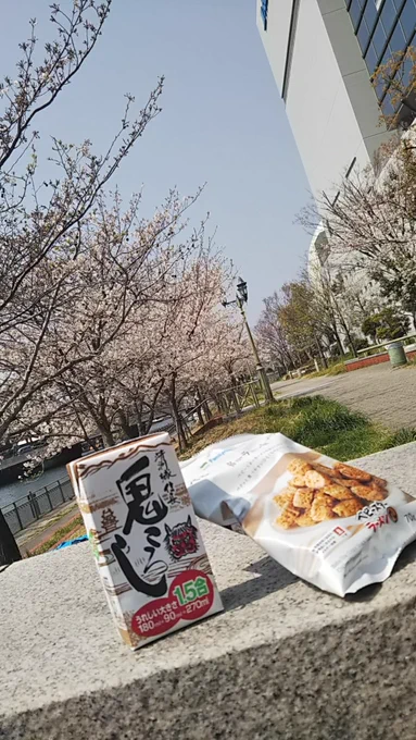京セラドームの裏の川辺で開門までの花見なう。陽射しも風もええ感じ～ヽ(・∀・)ノ#rakuteneagles #r891#京セラドーム#花見 