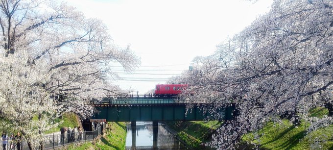 各務原桜まつりのライトアップ期間 時間 は 映えスポットも よっこいぶろぐ