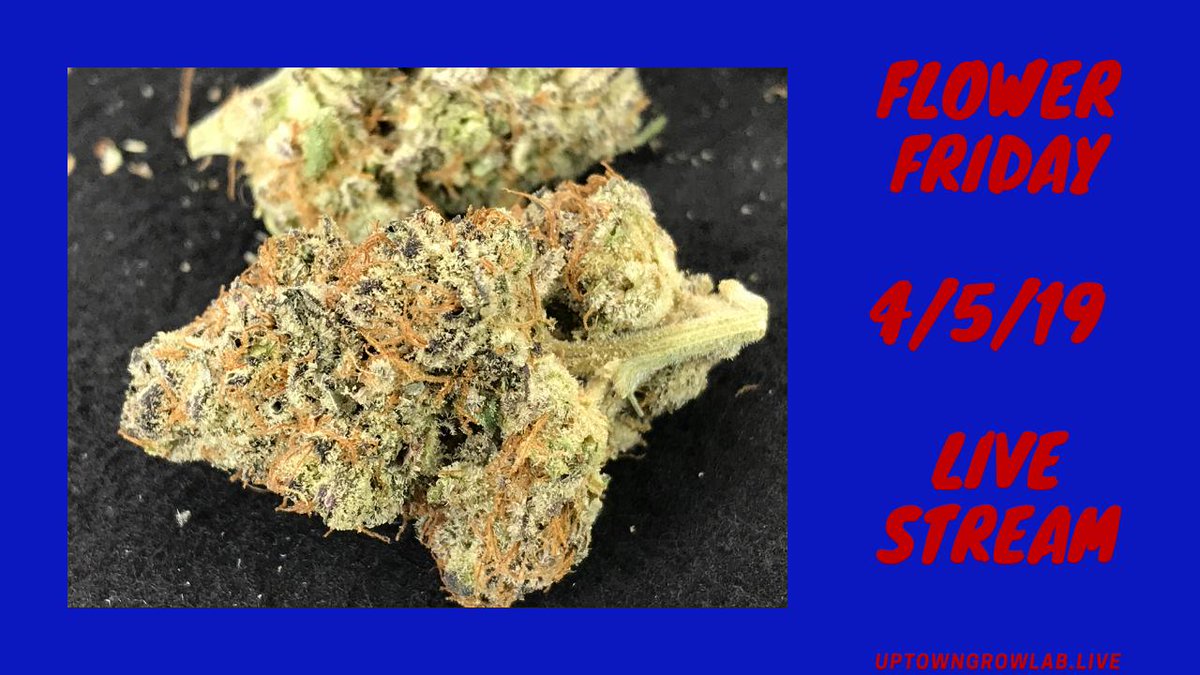 UptownGrowLab's tweet image. Flower Friday Live Stream on YouTube 8pm Pacific tonight. Come on through. #Kitchenkrew #SmokeWeedEveryDay