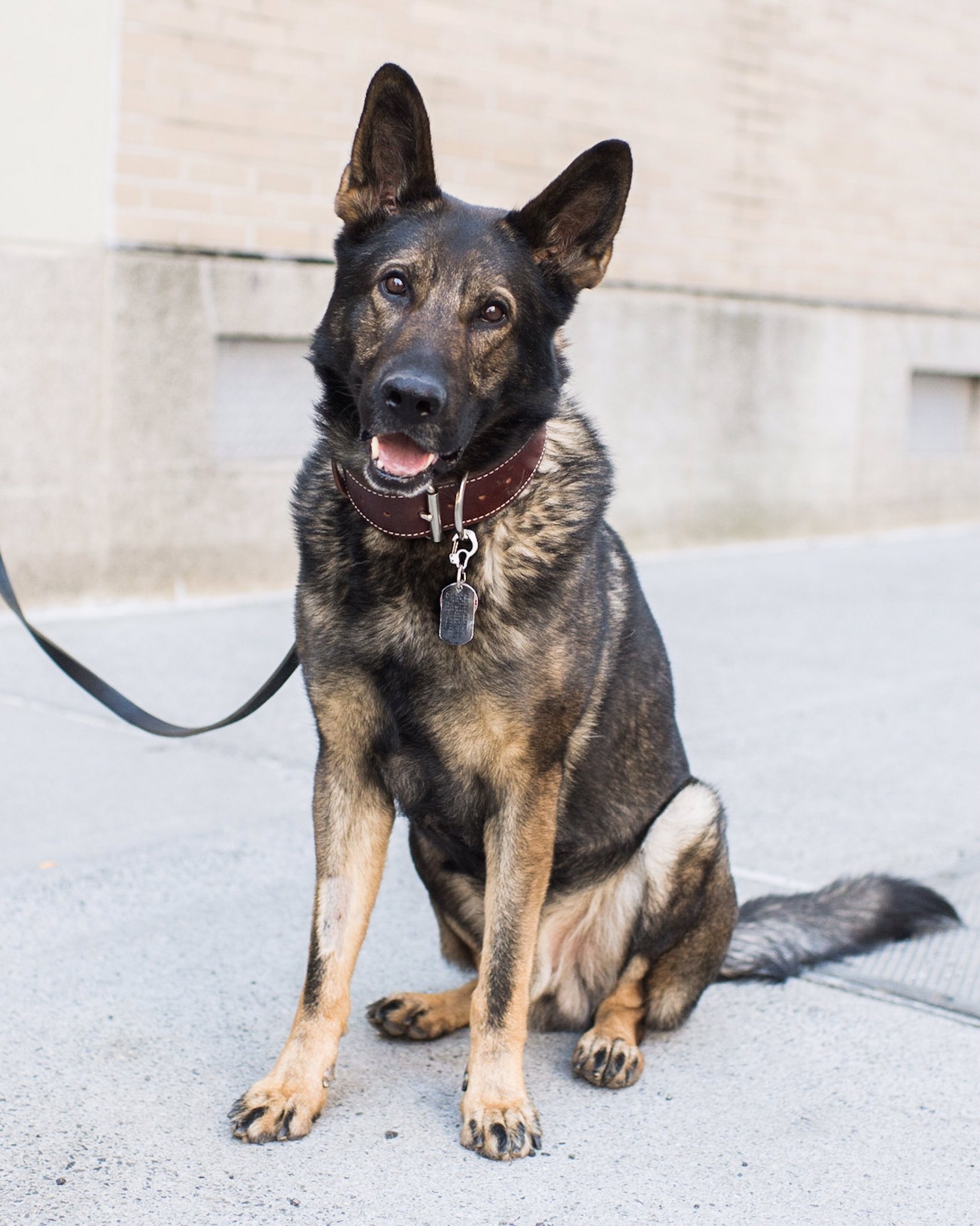 Twitter 上的the Dogist Lutz German Shepherd 6 Y O Watts Thompson St New York Ny He S An Ex Cop T Co Xgqpiozvcr Twitter