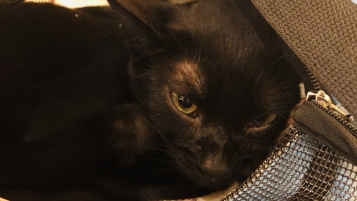 AmbassadorAries's tweet photo. Well, I won’t get to go fishing or to the beach this weekend!😿 Mom and Dad noticed I had a fever and the vet agreed that I am very sick. Rest and snuggles this weekend. #kittycold #maybenexttime #sickday https://t.co/a6nQTBEbt9