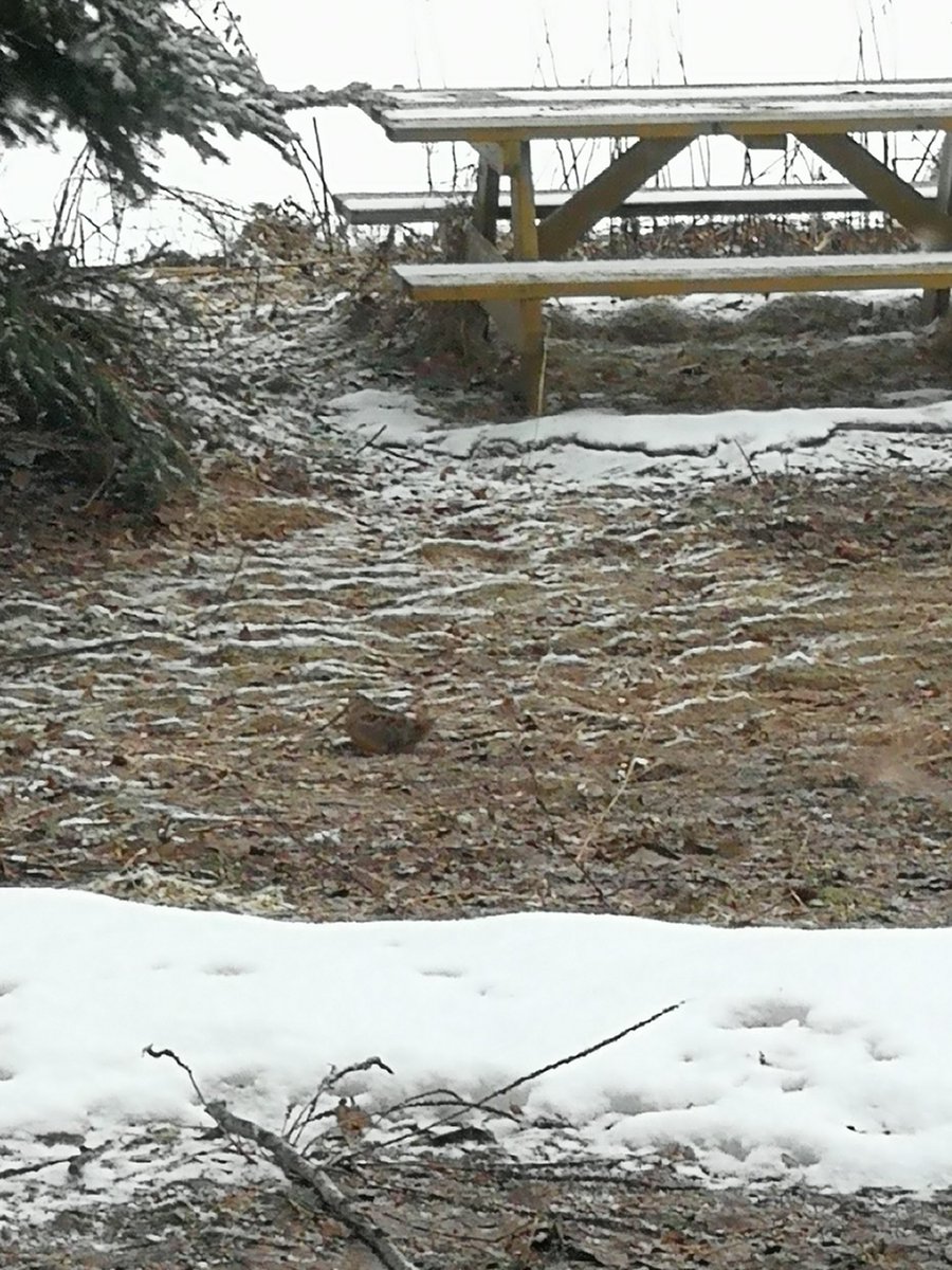 sudburyfrog's tweet photo. Although some are more optimistic... #WhenThereSaWill #SpringIsComin @BirdStudiesCan @sudburydotcom @LiveableSud https://t.co/n7cJAJlM6x