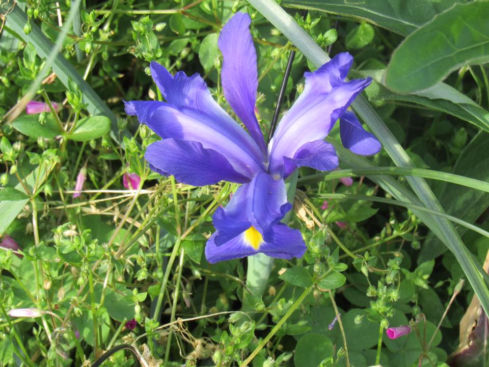 hbfFlowerBulbs's tweet photo. GORGEOUS! Thanks for sharing this beautiful #spring photo from your #garden Judy Perry! | https://t.co/qtEv8RuSiy https://t.co/onABkItyfC