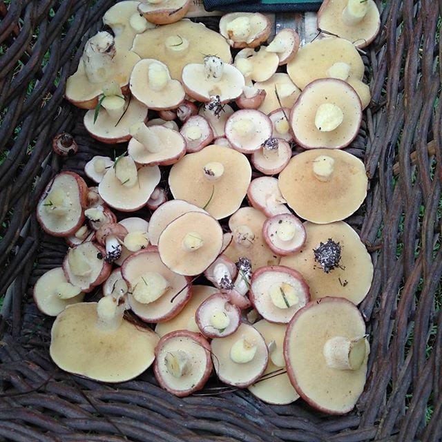 finding_feasts's tweet photo. Autumn means mushrooms and foraging! Our first forage is on April 27. COME JOIN US!
.
.
Learn how to pick slippery jacks and saffron milk caps.
.
.
#foraging #mushroomforaging #slipperyjacks #saffronmilkcap #wildmushrooms #mushrooms #wildfood #thingstod… https://t.co/dOdhYkZw8O https://t.co/JaBY0Ihb33