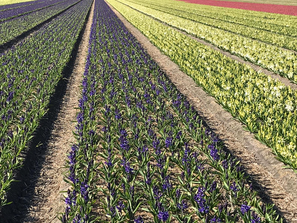 hbfFlowerBulbs's tweet photo. Visiting a lovely Hyacinth field in Noordwijk! Is your #garden this uniform? #Growth #Amazing 🌱 https://t.co/AJ6rvxgXD0 https://t.co/IGKeMIuFU3