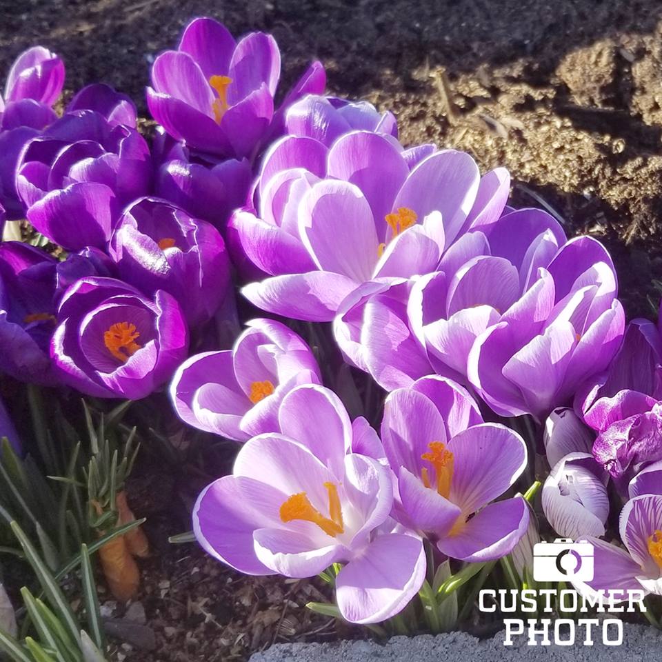 TulipWorld's tweet photo. Are your #crocus blooming yet? #TWCustomerPhoto 📸 | https://t.co/zmGUdp6leS https://t.co/EucBUXmcMC
