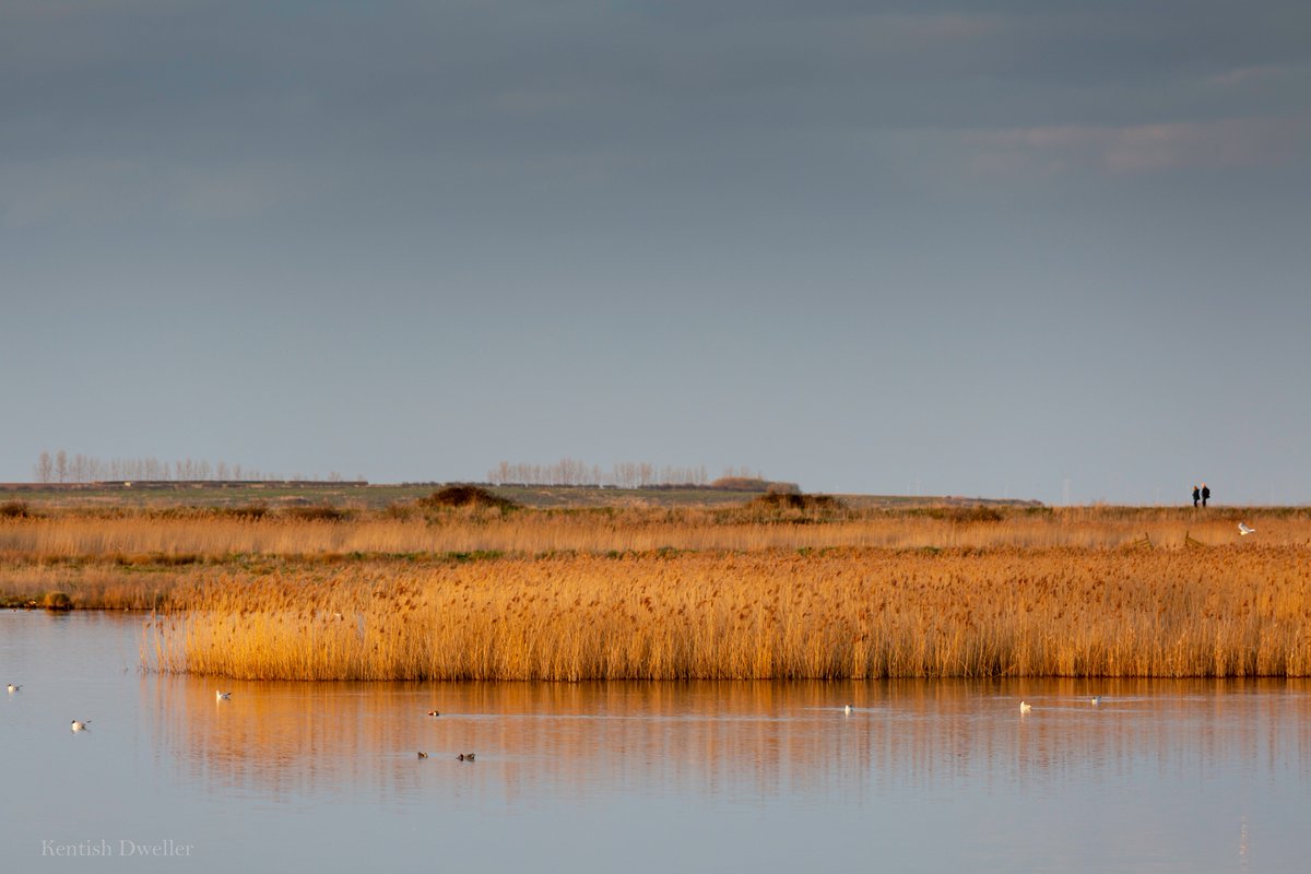 Super splendid golden glow at sunsetty time. <a href="/KentWildlife/">Kent Wildlife Trust</a>'s Oare Marshes last week. #Swale #Faversham