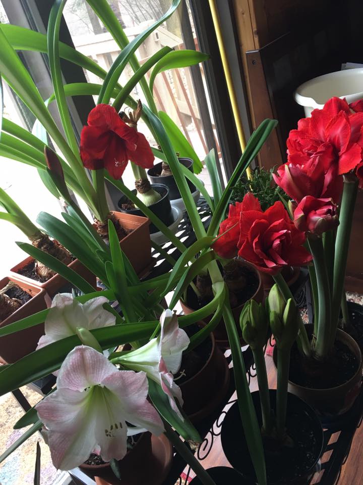 TulipWorld's tweet photo. These are gorgeous @Brenda Schirf! Thank you for sharing an update about your amaryllis with us! #Growth #Stunning 🌺 https://t.co/3Q7K3hv0tN