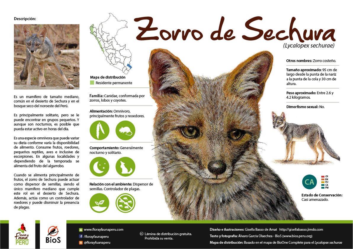 alvaro_garcia_o's tweet photo. Un poster sobre el #zorrodeSechura, endémico del desierto y #bosqueseco del norte de Perú y sur de Ecuador. Más información (fácil de entender para todo público) y una planilla para colorear en: https://t.co/BySj1pY3yY
#mesocarnivore #scicomm #BioSperu #Sechuranfox #lycalopex https://t.co/DuojugQFWa