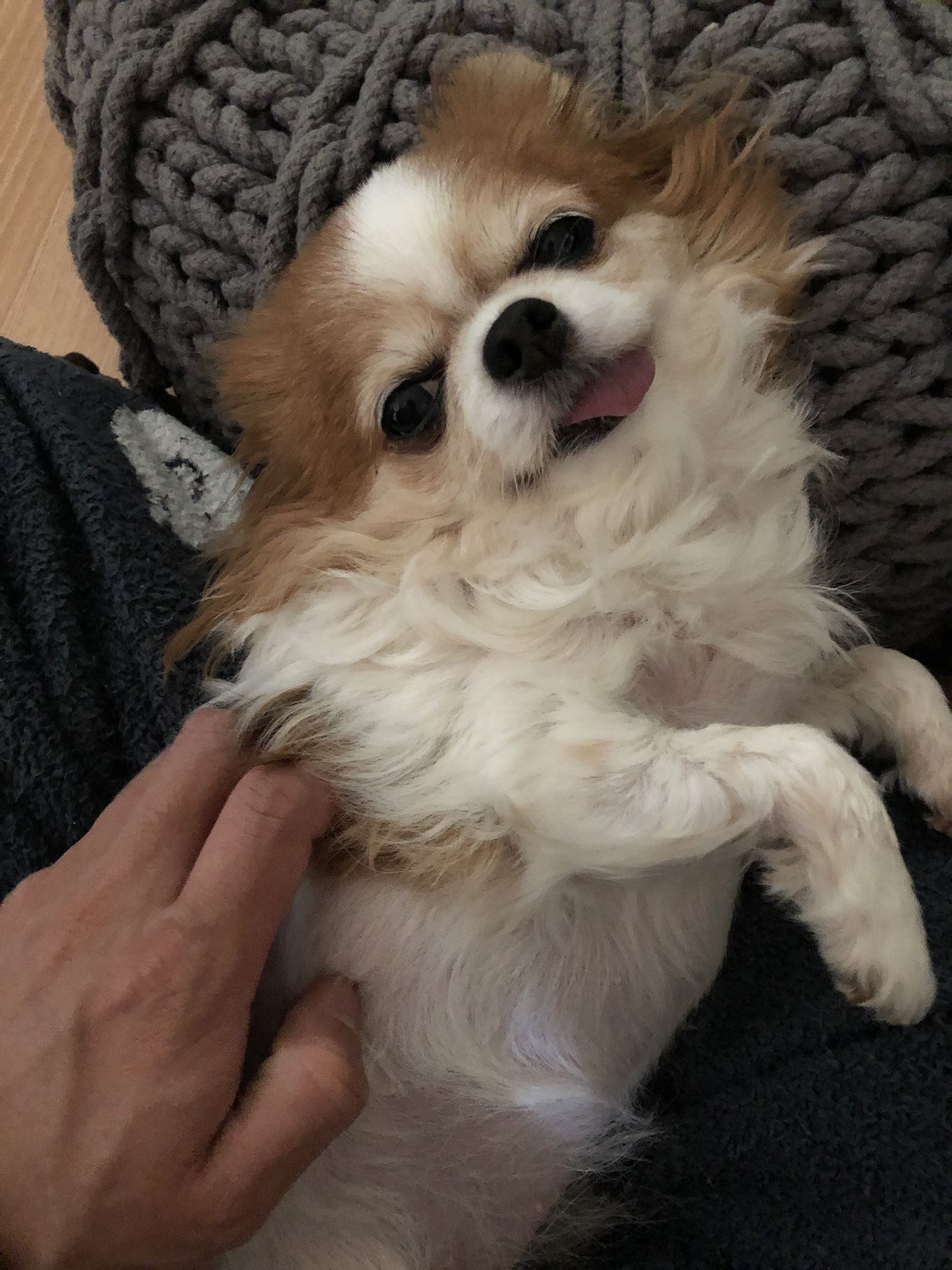 なつ 犬って仮病する うちの犬よく前脚けんけんするんだけど ほかの犬もするんかな 病院行くと数日後治るんだよね T Co Lxy57qpgn0 Twitter