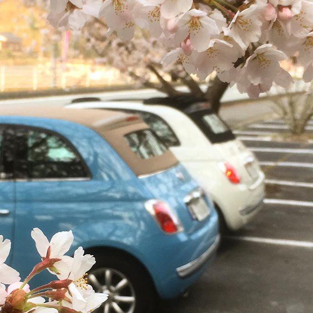 500Cplus's tweet photo. 場所#大道理芝桜 
#sakura #桜 #cherryblossom 
現況 芝桜はまだまだ早すぎたようです^^;
桜は見頃
@1229kazumi さんと共に
#japan #山口県
#fiat500 #fiat500c https://t.co/mydrXetn9D