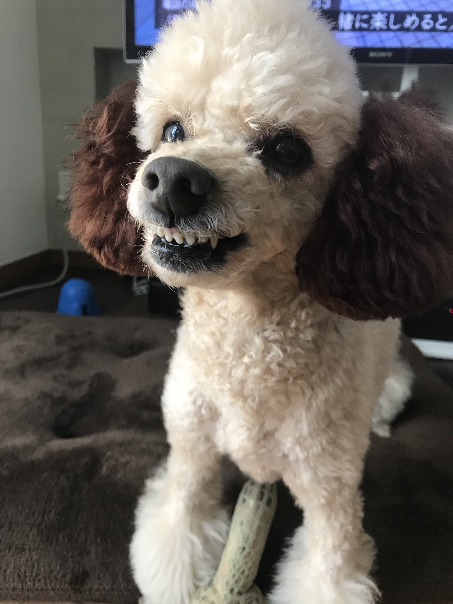 トイプードルのレオンとマロン 怒るレオン Poodle トイプードル レオン マロン 犬の散歩 トイプードル多頭飼い 怒る犬 怒るわんこ T Co Hwgofvtqxp Twitter