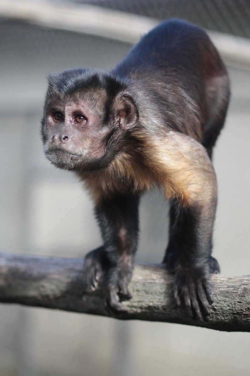 Come visit our Capuchin Monkeys at Zootah this week! #loganzootah #zootahzoo #capuchin #monkey