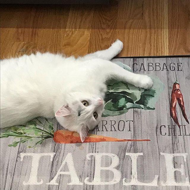 BlancaTheKitty's tweet photo. Happy FriYay! .
.
.
#fridaynightboxpawty #friyay #tgif #cats #cats_of_instagram #catsofinstagram #lovethiskitty #blancathekitty https://t.co/tvv6ynXaer https://t.co/ekU10S9nK9