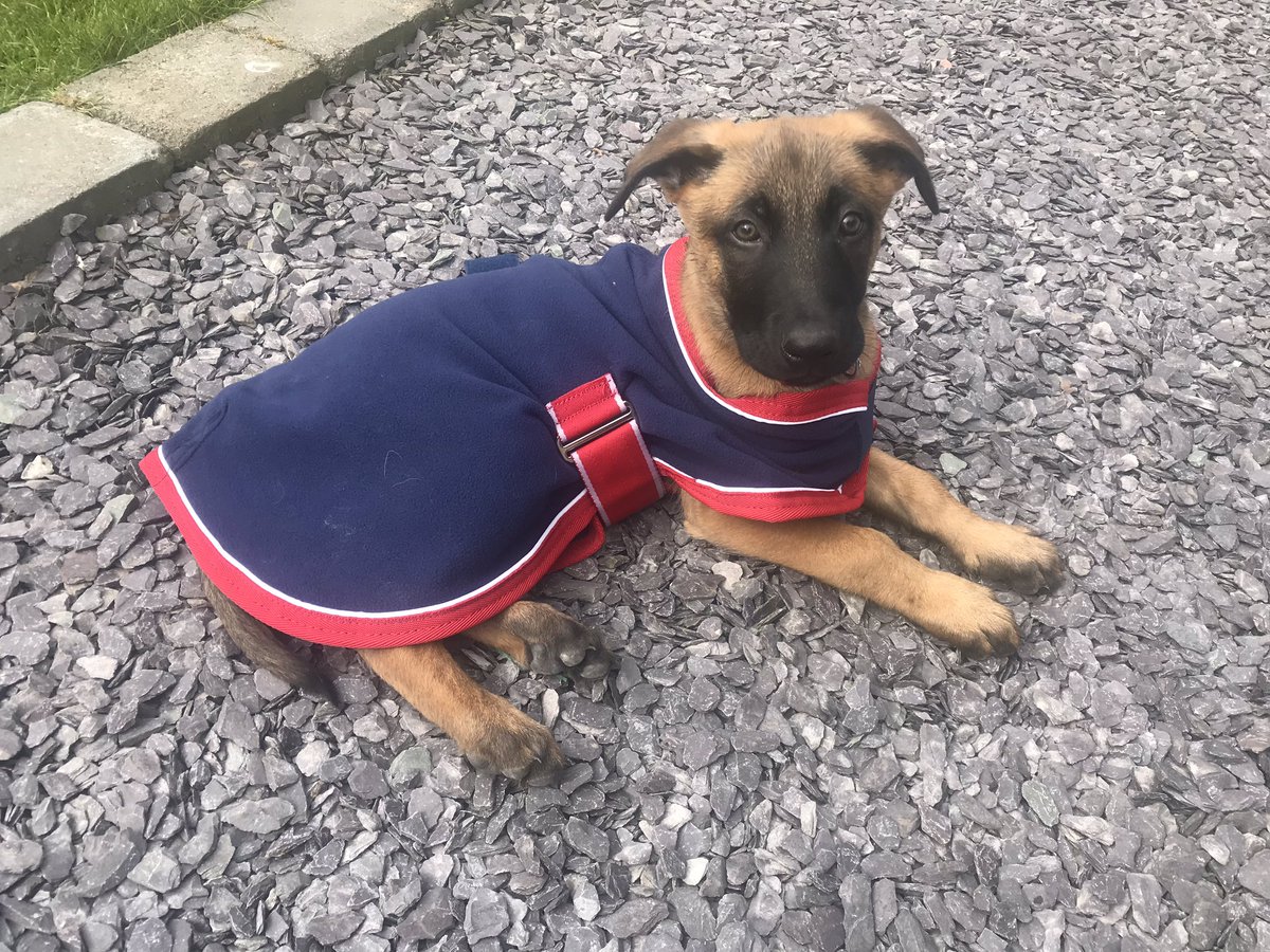 #malinois #Maligator 😍