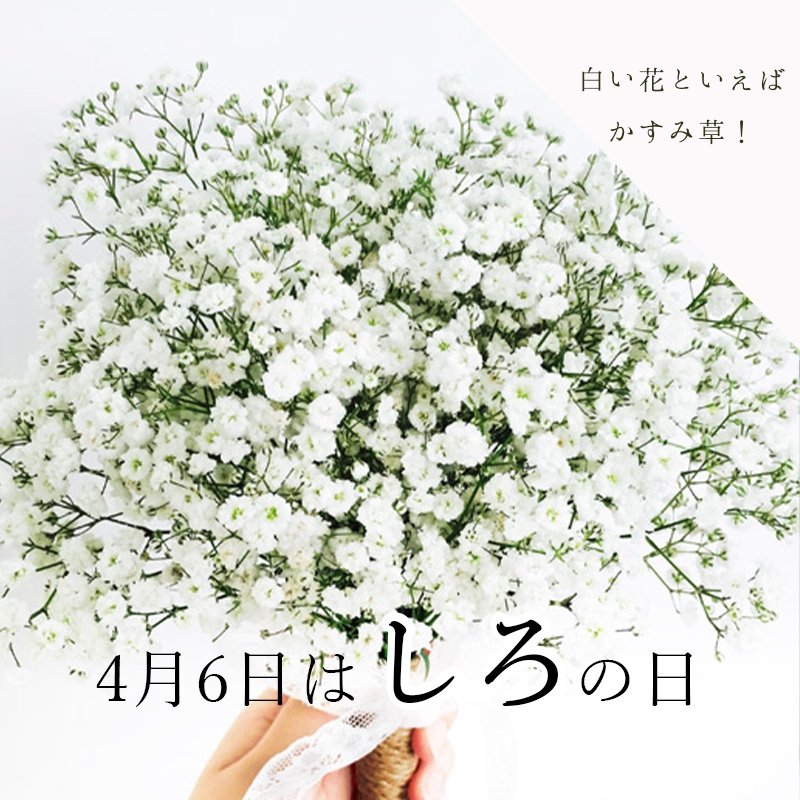 花キューピット I879 Com 公式 今日は4月6日 しろの日 花束の引き立て役 かすみ草 は 身近な白いお花の代表です 最近ではかすみ草だけでも花束にされるくらい 沢山の束になると可愛らしいお花です シロの日 T Co Liexczixa9