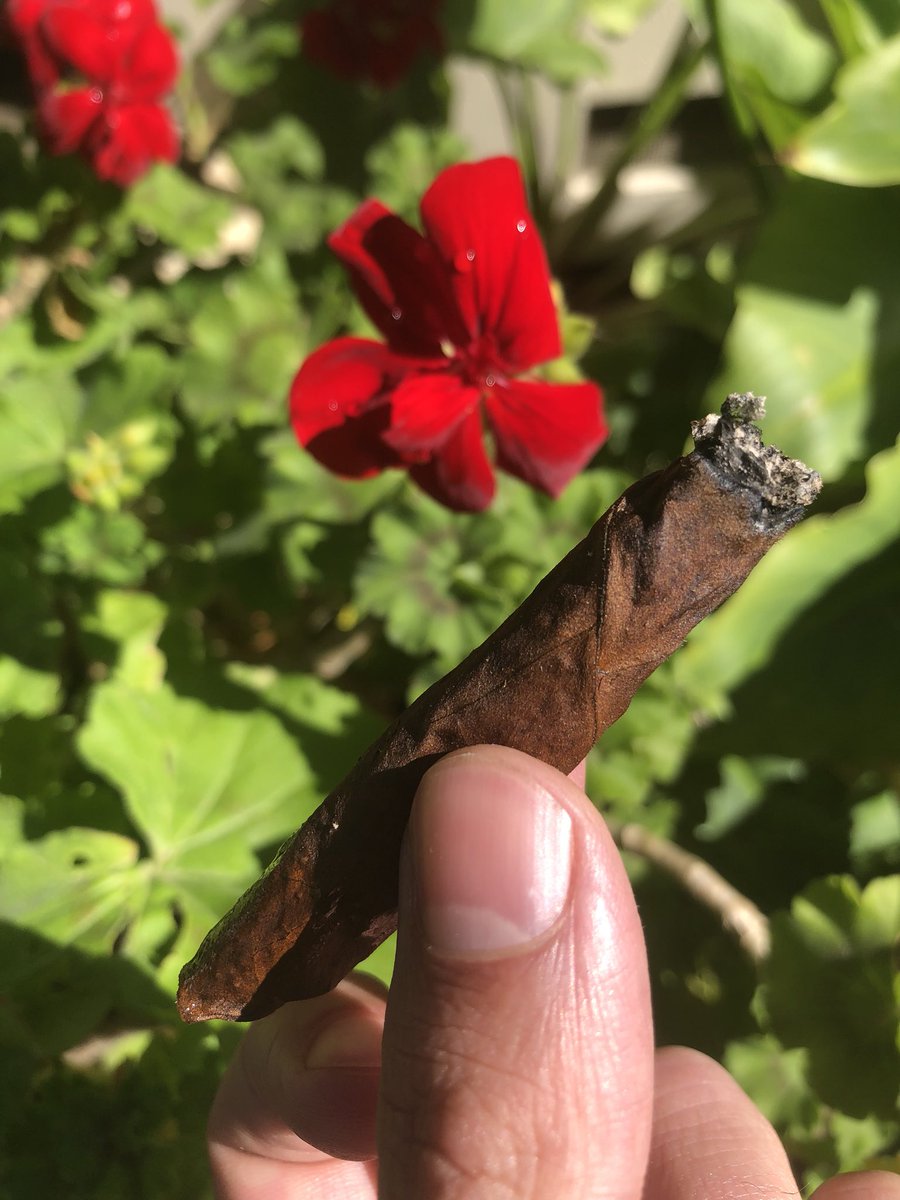 GreenBoxGrown's tweet photo. 🐻🌺Love a good #backwood out in the woods🌺🐻 HoneyBerry with some Homegrown #ogkush rolled in the middle!⛽️
.
.
.
.
.
#growyourown #mmj #cbd #medicalgrow #cookiesfam #berner415 #jungleboys #honeyberry #backwoods #bigdoinks #stoner #hightimes #blunts #bluntsmoke #greenbox #thc https://t.co/KGhD26nwXJ