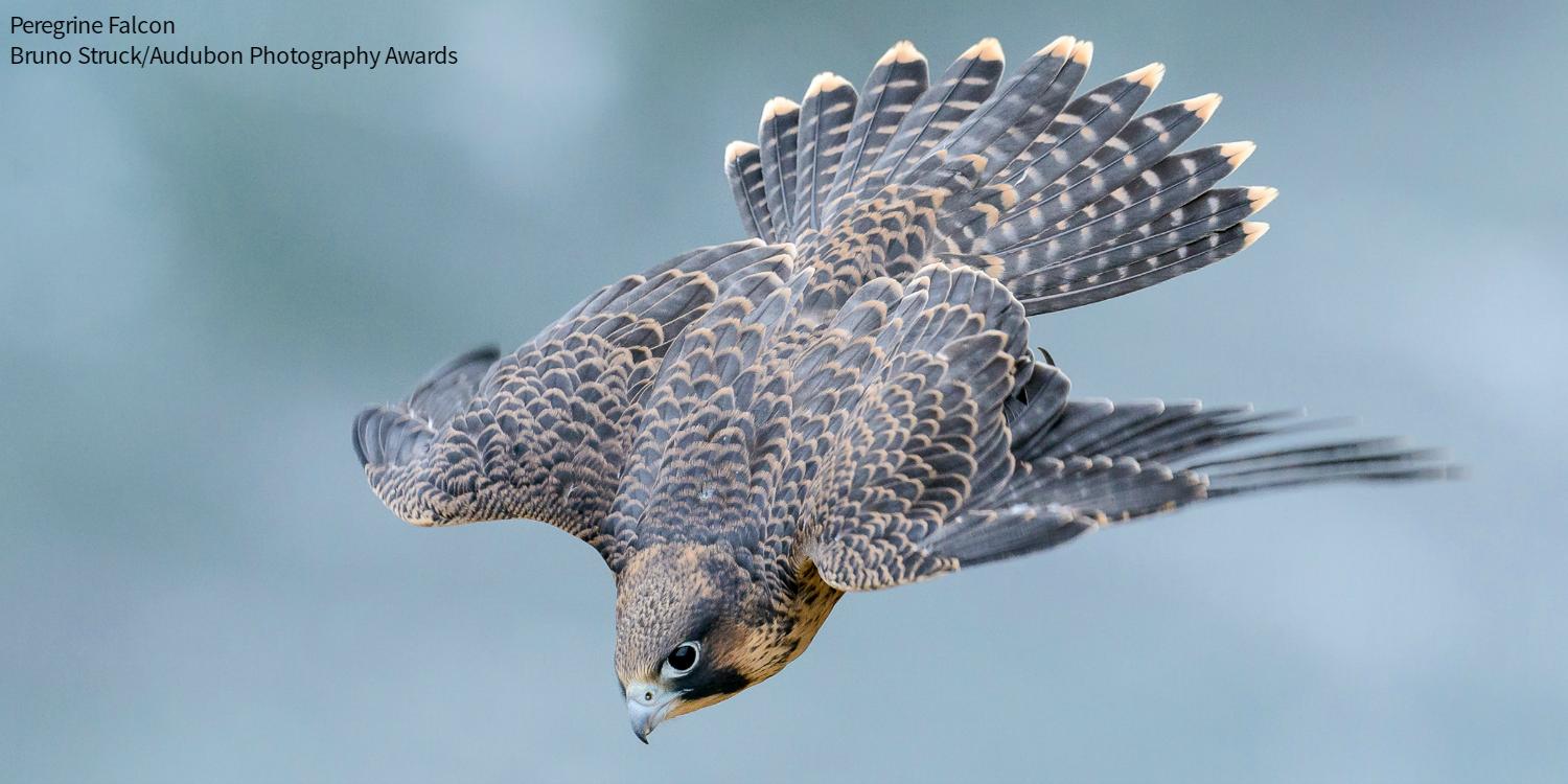 Audubon Society on Twitter: 