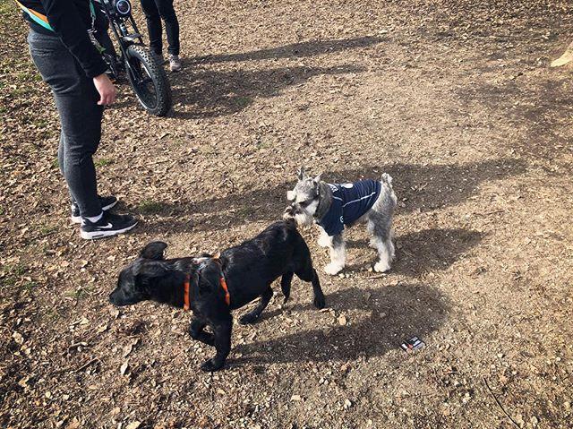 muffinjai's tweet photo. #FBF ⏮🍑 Butt sniffing at one of many #DogsOfVancity’s #BiggestDogMeetUpVancouver 🥰🐶🐾 #TroutLake #Vancouver 🇨🇦 https://t.co/eqtyj3rYUz #dogsoftwitter #schnauzeroftwitter #minischnauzer #minischnauzers #schnauzer #schnauzers https://t.co/J7fLdEmNmz