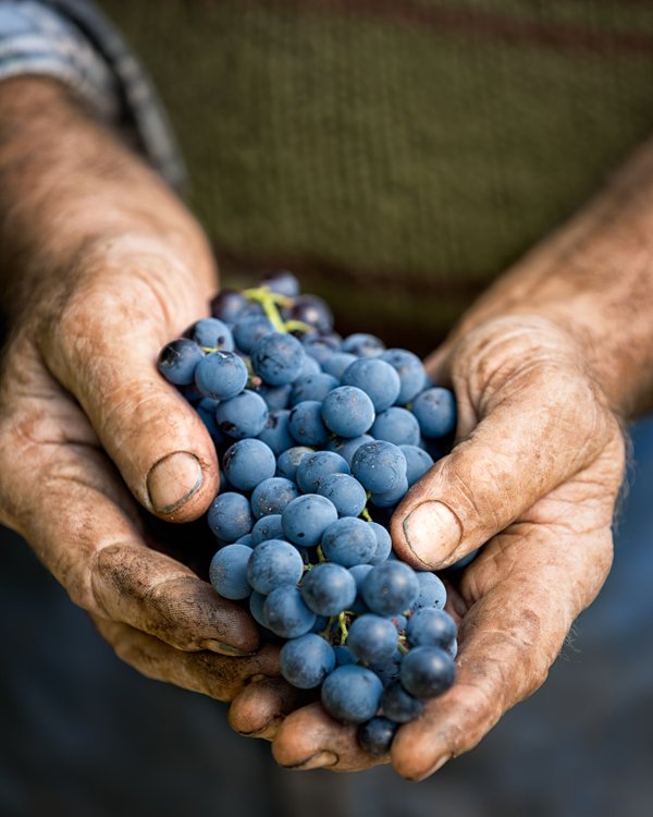 ediblestories's tweet photo. Introducing Edible Wines! When we began to think about the scope of the wine editorial for Edible Communities, first we focused on the community itself. What are our values? What do our readers care about? Read more: https://t.co/8sZpOfRQ0O https://t.co/rxF8zh8bUW