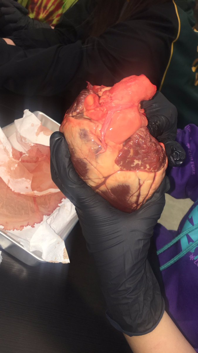 We have been learning about #anatomy of the heart in #science - thanks <a href="/MrKorpan/">Mr. Greg Korpan</a> for giving us some deer hearts to explore today! #landbaseded #scichat #8thchat #9thchat #community
