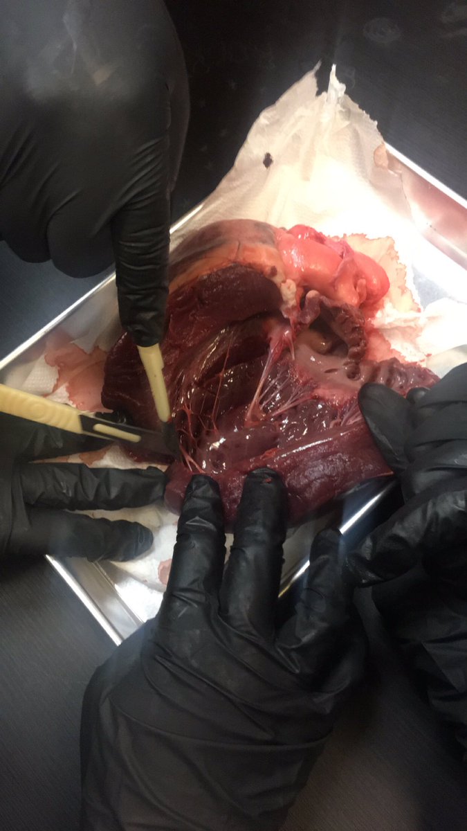 We have been learning about #anatomy of the heart in #science - thanks <a href="/MrKorpan/">Mr. Greg Korpan</a> for giving us some deer hearts to explore today! #landbaseded #scichat #8thchat #9thchat #community