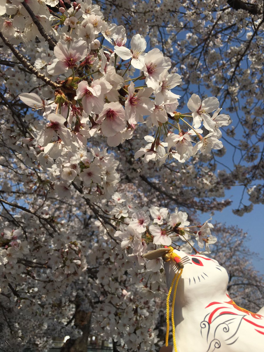 Uzivatel モロキー ナビーユ エリン Na Twitteru 近所の桜が見事なので ウチの神様をお花見につれていった 大神 アマテラス 桜 大神下ろし