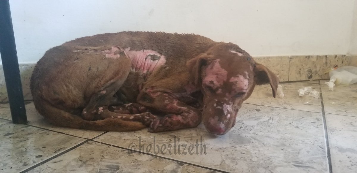 Heberlizeth's tweet photo. #5Abr En el incendio de gran magnitud que se registró esta tarde en Los Guayos, una perrita "Marrona" sufrió graves quemaduras. Necesita Sulfadiazina de plata para sanar sus heridas. 

Quien pueda colaborar, por favor, comunicarse al  0414- 4229291 https://t.co/jVxccyARxz