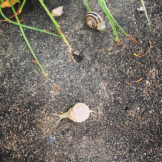 Snails 🐌 on our morning walk to school. I felt a couple of crunches when I stepped, although I tried to avoid them as best I could 🤦♀️ #teacher #teacherlife #iteachscience #iteachkindergarten #kindergartenteacher #teacherlife🍎 http://bit.ly/2G6yb5D
