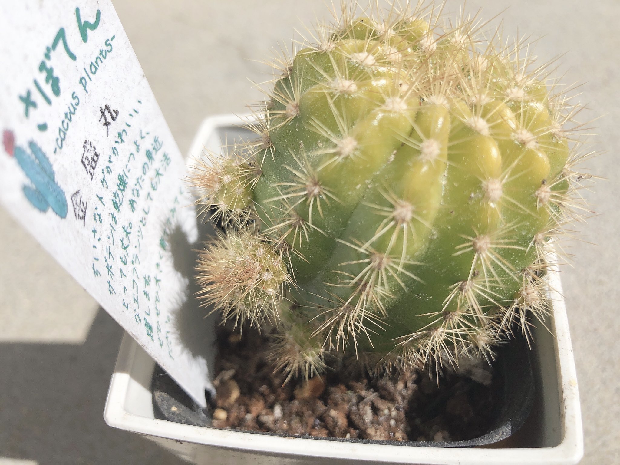 うめと多肉植物 金盛丸というサボテン の背中に子株 がついてきたんですが これってどうすればいいんでしょうか T Co M6w4axafr8 多肉植物 サボテン 金盛丸