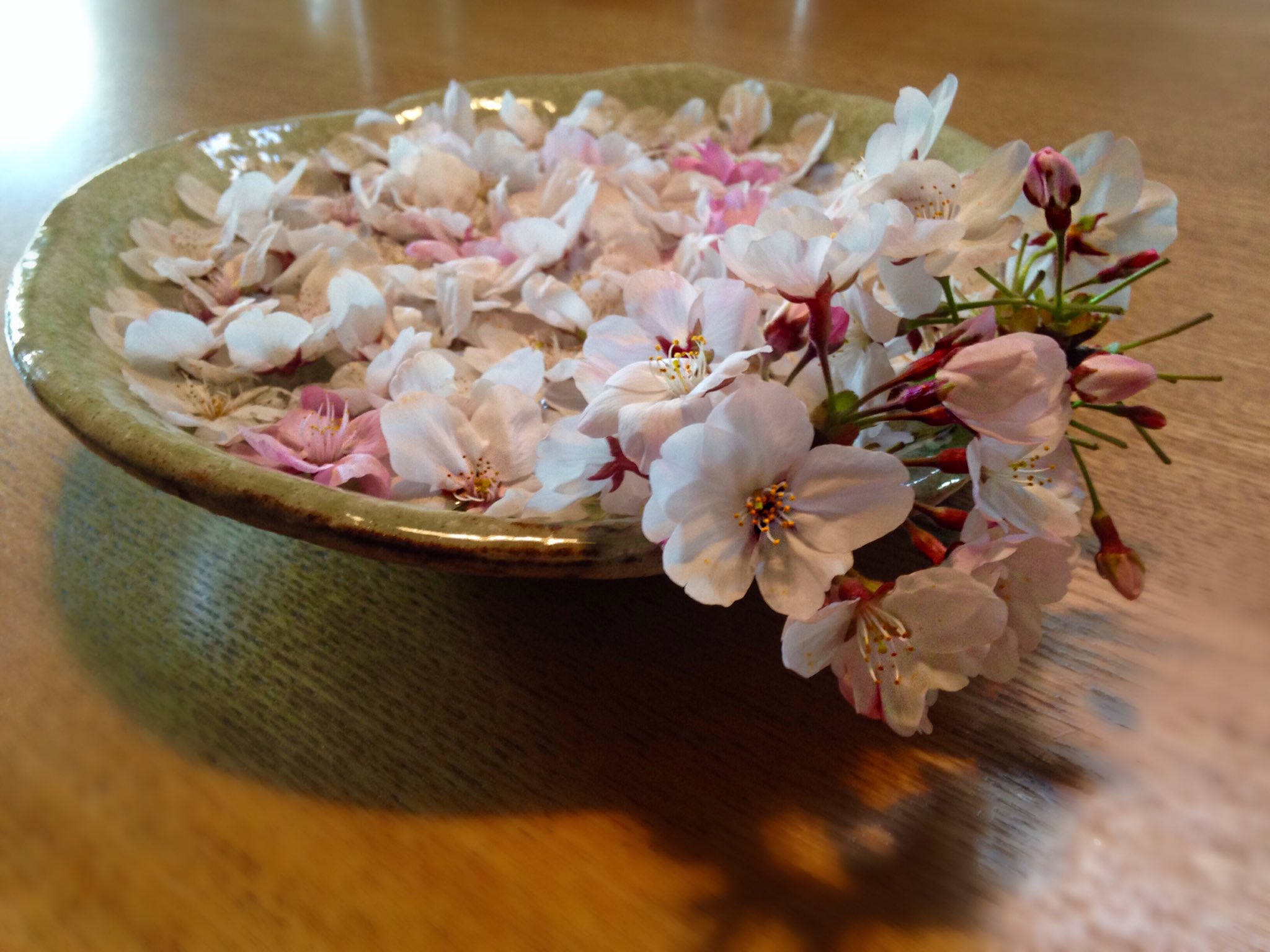 三石琴乃 今朝 散って落ちている桜を持ち帰りました お皿に水を張り 家の中でお花見 です 花びら で散るのがほとんどですが 花のまま散っているのもある 種類がちがうのかしら 自宅でお花見 T Co Wrqelfdee8 Twitter