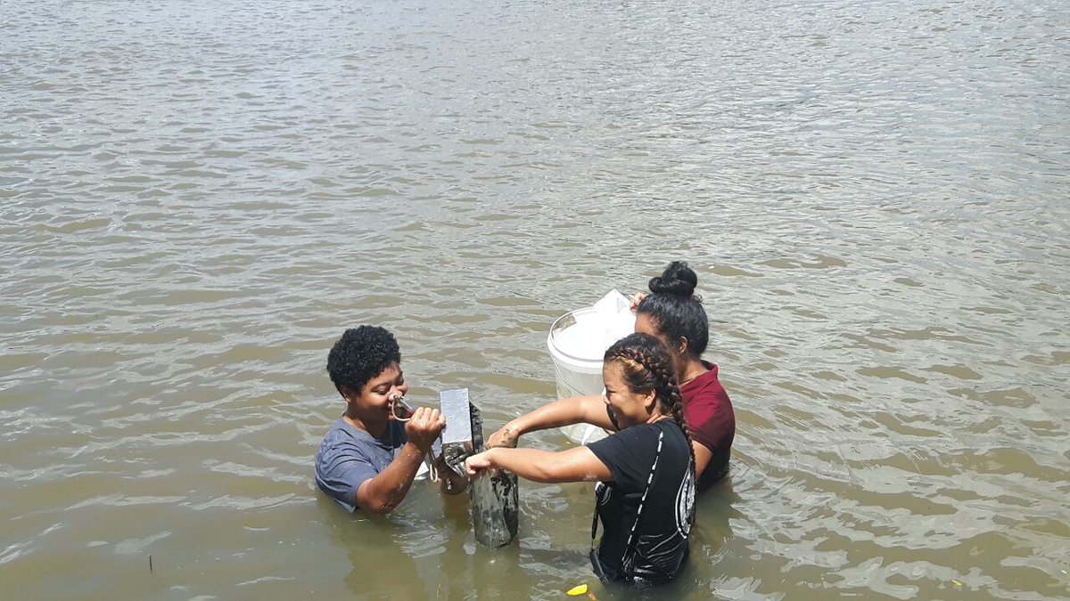 uspmarine1's tweet photo. #SMSstudents in the Rewa River collecting sediment and kai (freshwater mussel) for their #MS312 research project. They will be comparing micoplastics concentrations in samples collected up river from Nausori Town, with those samples obtained down river. ๐ท: @FijiJasha #TeamUSP https://t.co/6KUDojeut3