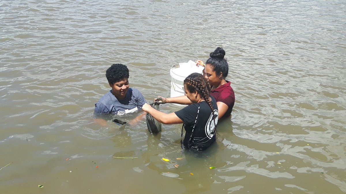 uspmarine1's tweet photo. #SMSstudents in the Rewa River collecting sediment and kai (freshwater mussel) for their #MS312 research project. They will be comparing micoplastics concentrations in samples collected up river from Nausori Town, with those samples obtained down river. ๐ท: @FijiJasha #TeamUSP https://t.co/6KUDojeut3
