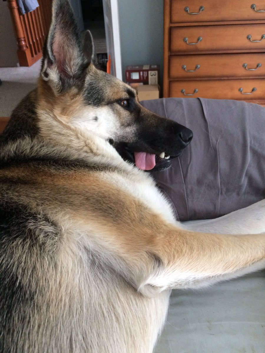 as7er's tweet photo. everyone: shepherds are so graceful
my dog: https://t.co/e9HMDjr6B2
