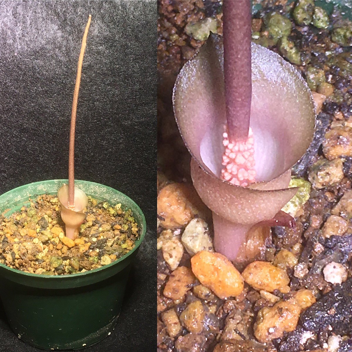 satotomy6419's tweet photo. にょきにょきしてきたけど
どうせまた葉を更新し‥ん？
#amorphophallus cf. obscurus https://t.co/7mvOBHZThN