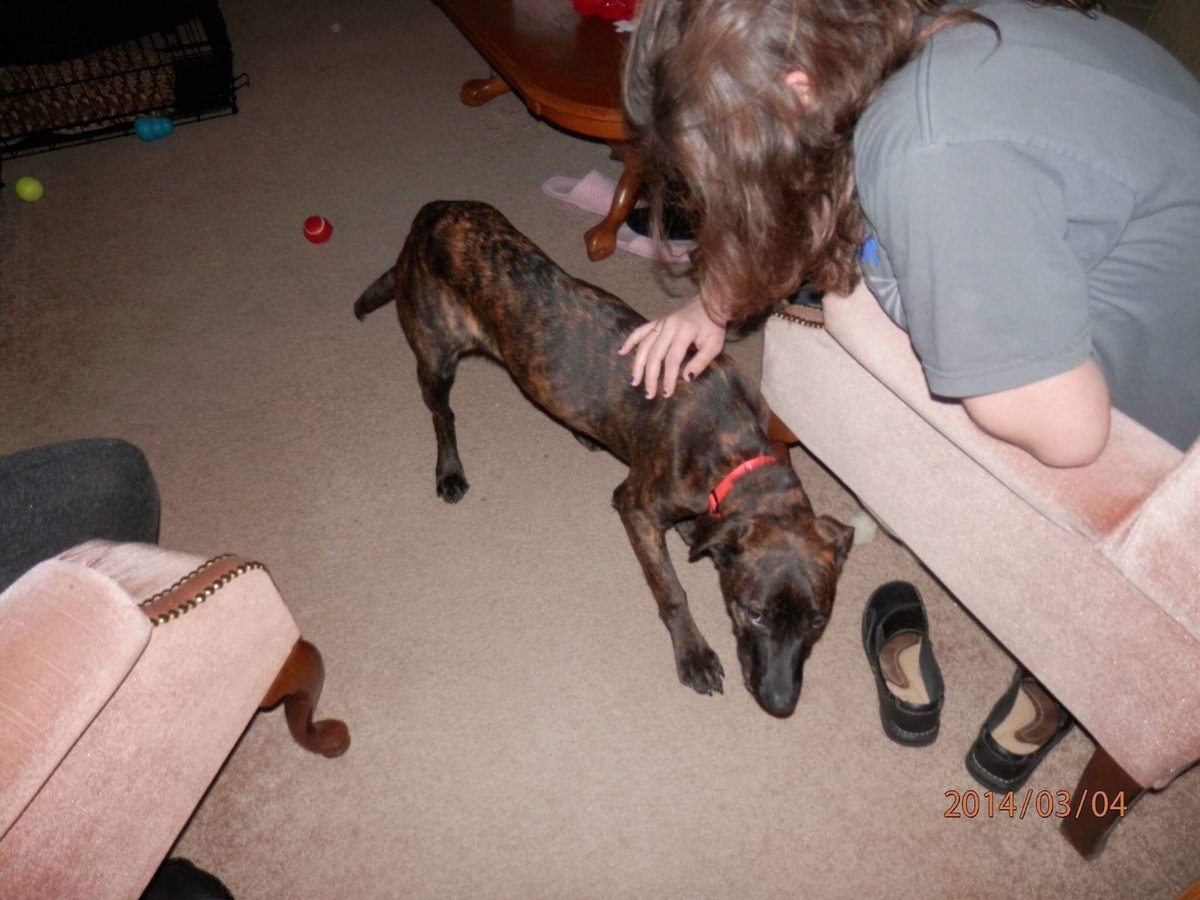 brefriskne's tweet photo. @MuncieACS I adopt because I’ve never known a love more genuine than a rescue’s. #whyIadopt https://t.co/yrbyOdej92