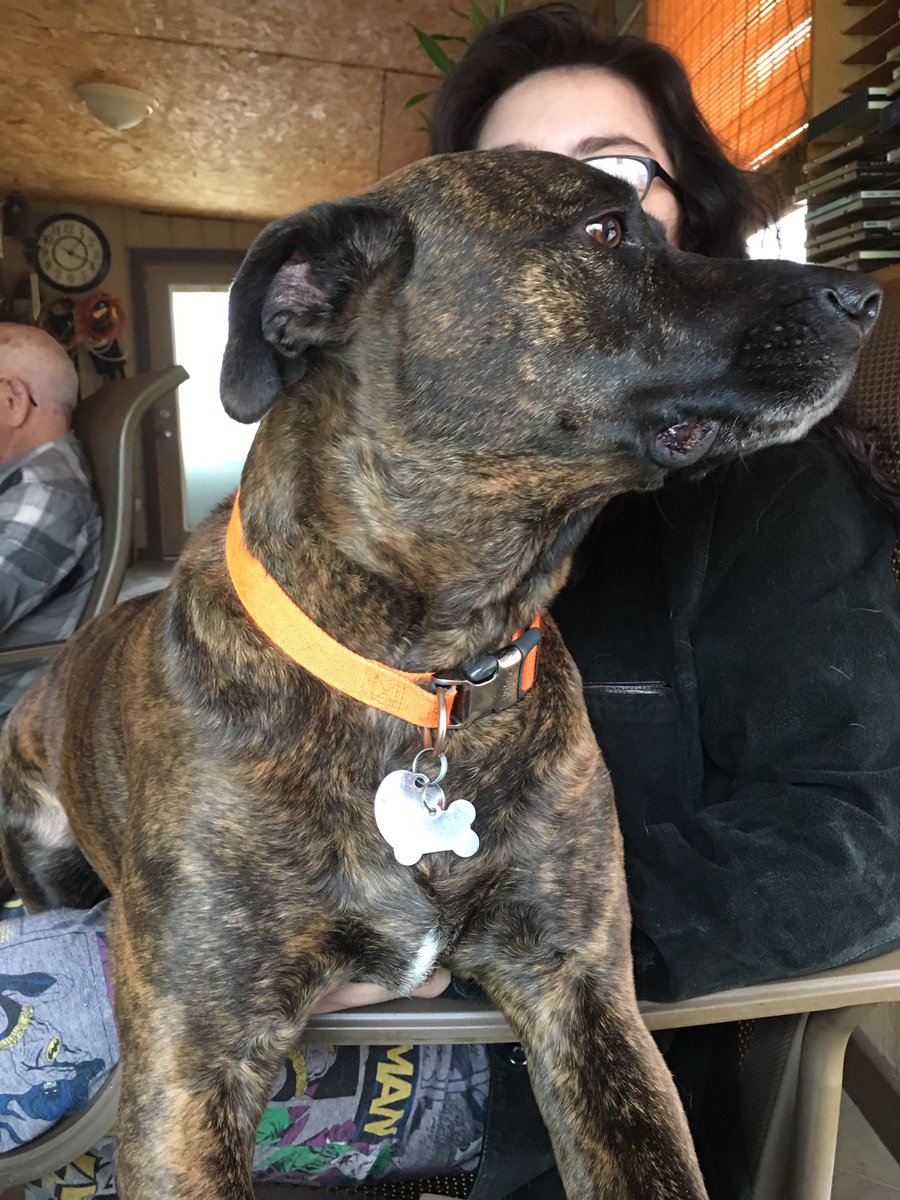brefriskne's tweet photo. @MuncieACS I adopt because I’ve never known a love more genuine than a rescue’s. #whyIadopt https://t.co/yrbyOdej92